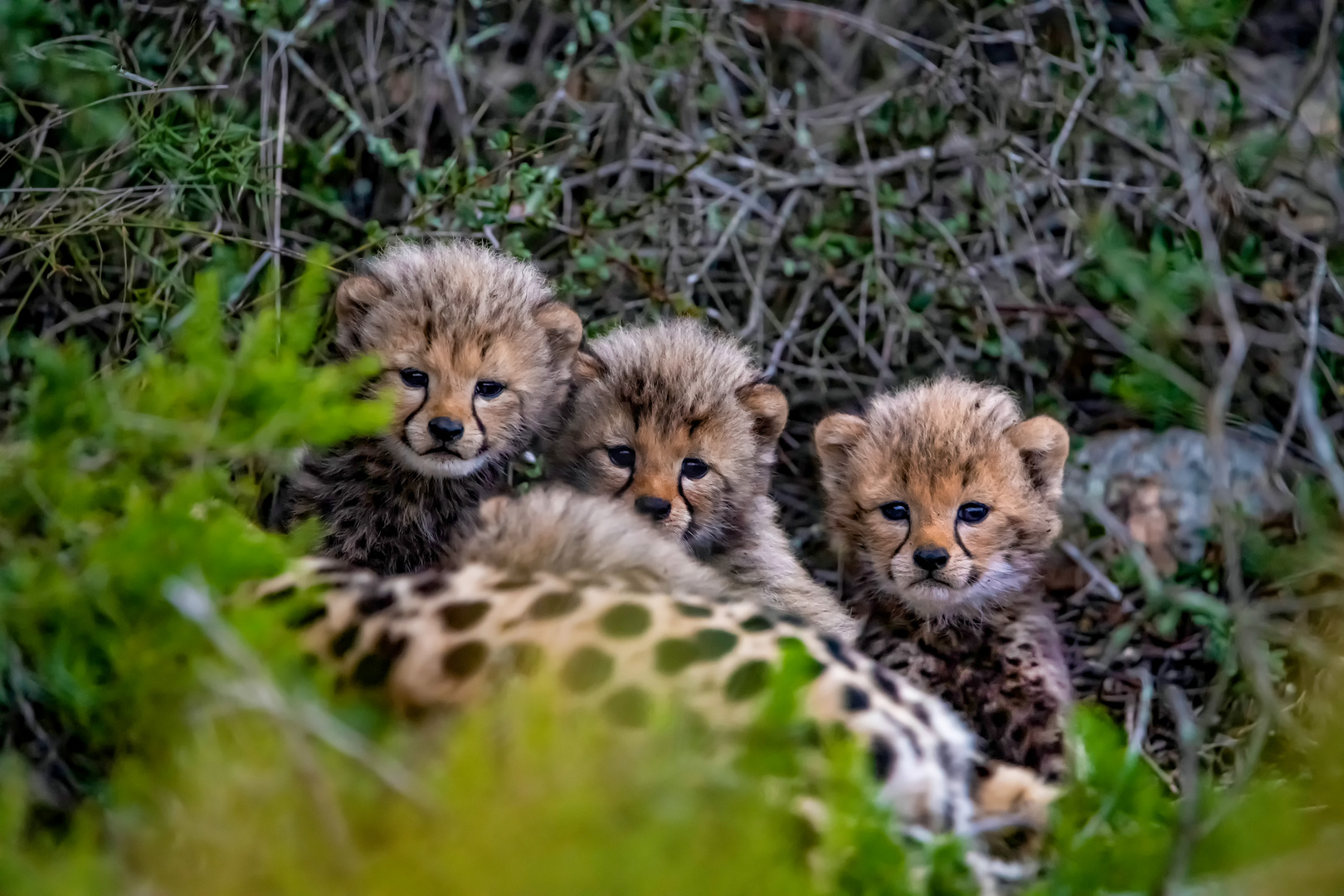 Gepardenbabys 