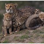 Gepardenfamilie