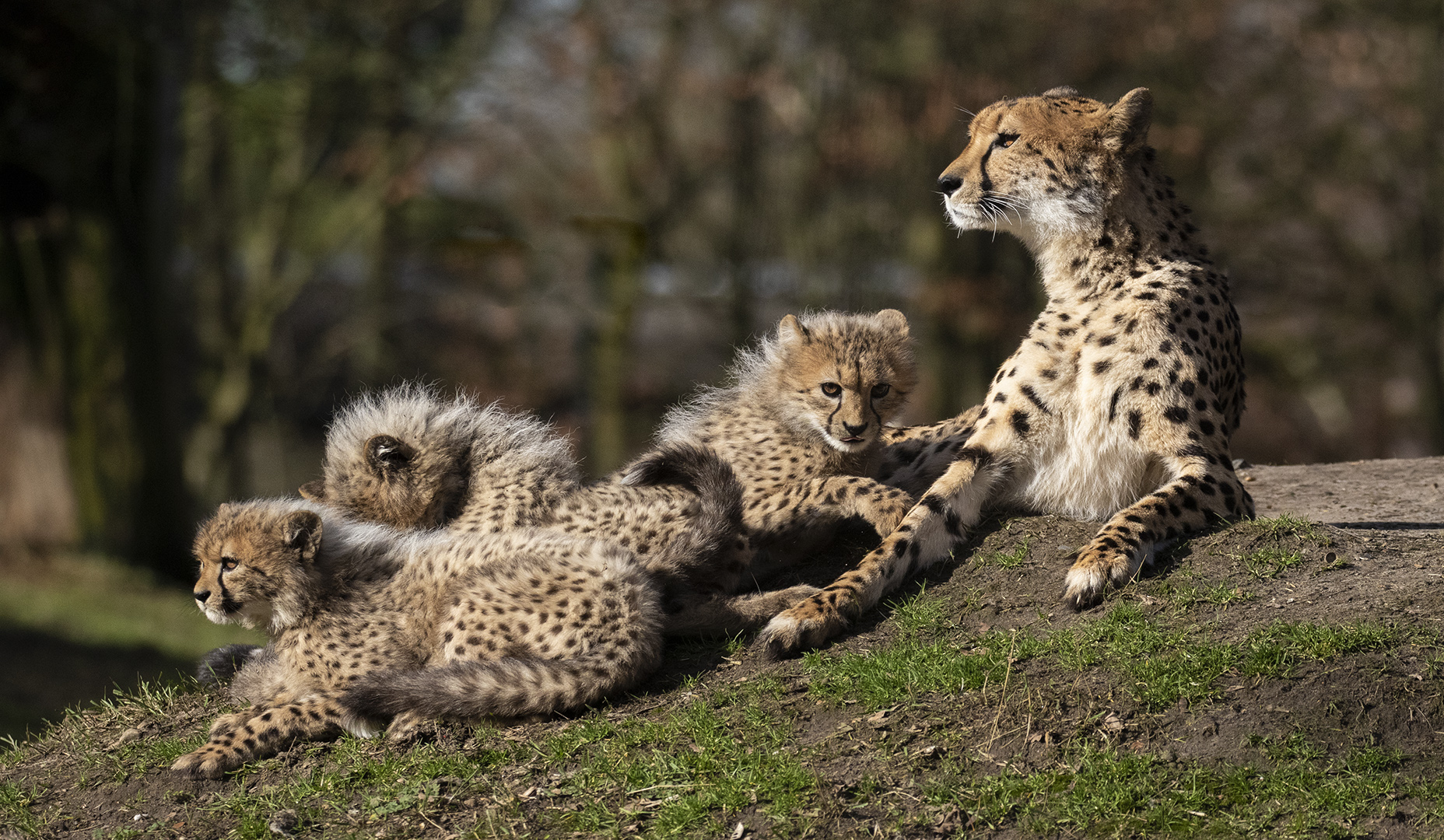 Gepardenfamilie