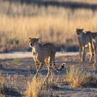 Gepardenfamilie auf der Pirsch