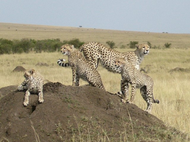 Gepardenfamilie