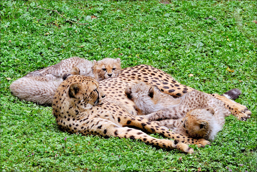 Gepardenfamilie