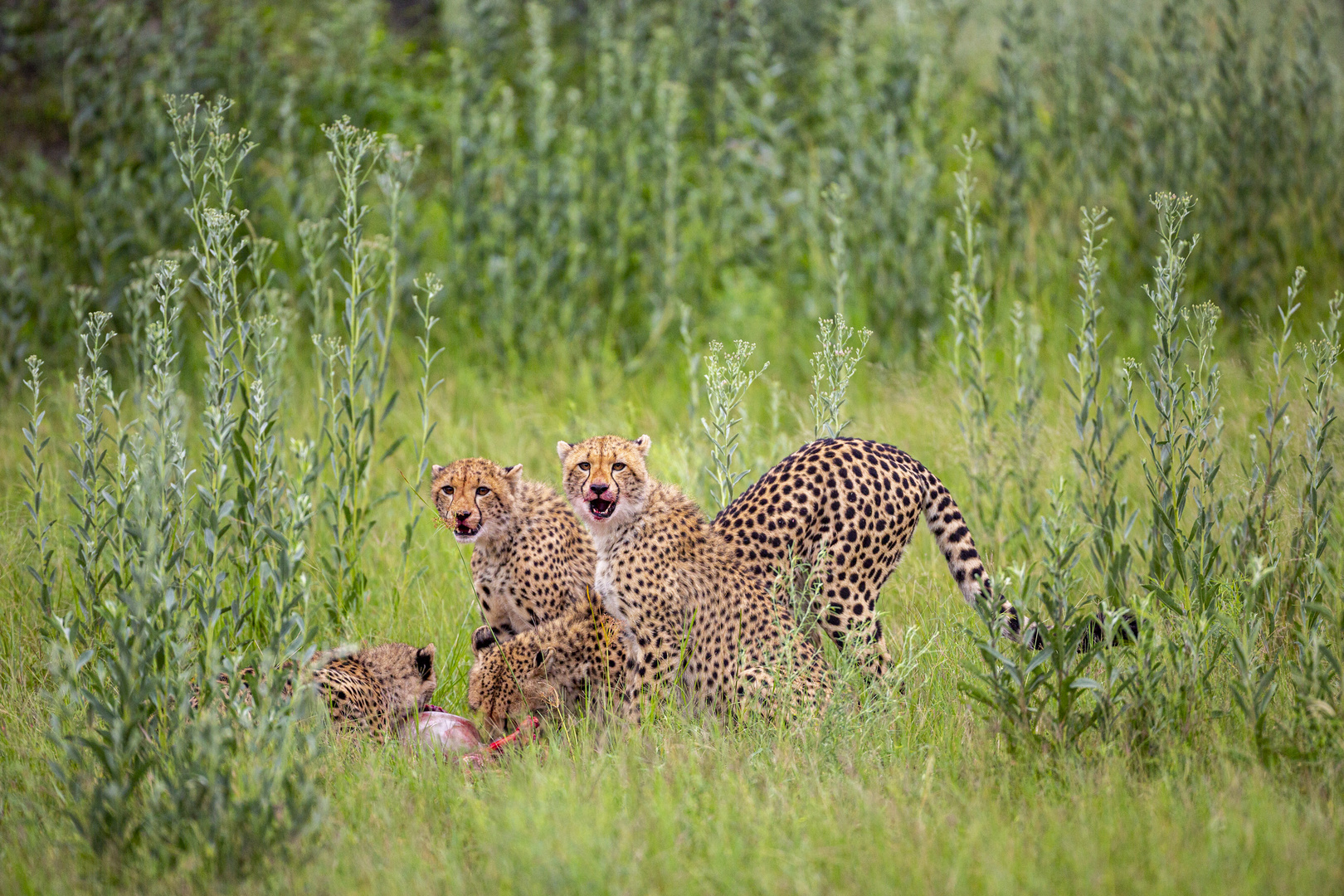 Gepardenfamilie