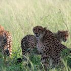 Gepardenfamilie II