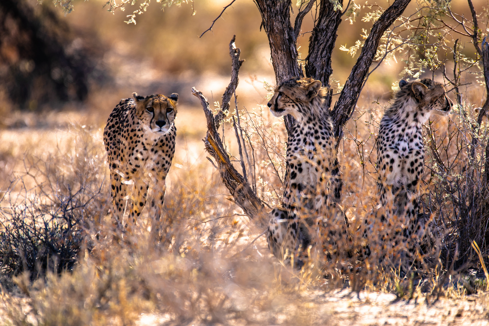 Gepardenfamilie im Kgalgadi Transfrontier Park