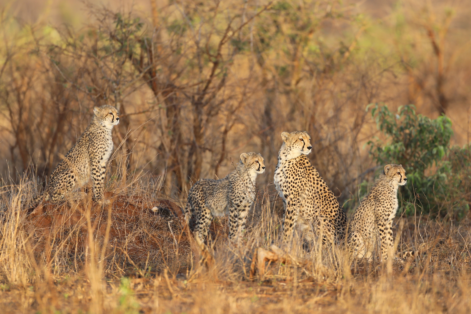 Gepardenfamilie im Kruger-Nationalpark