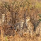 Gepardenfamilie im Kruger-Nationalpark