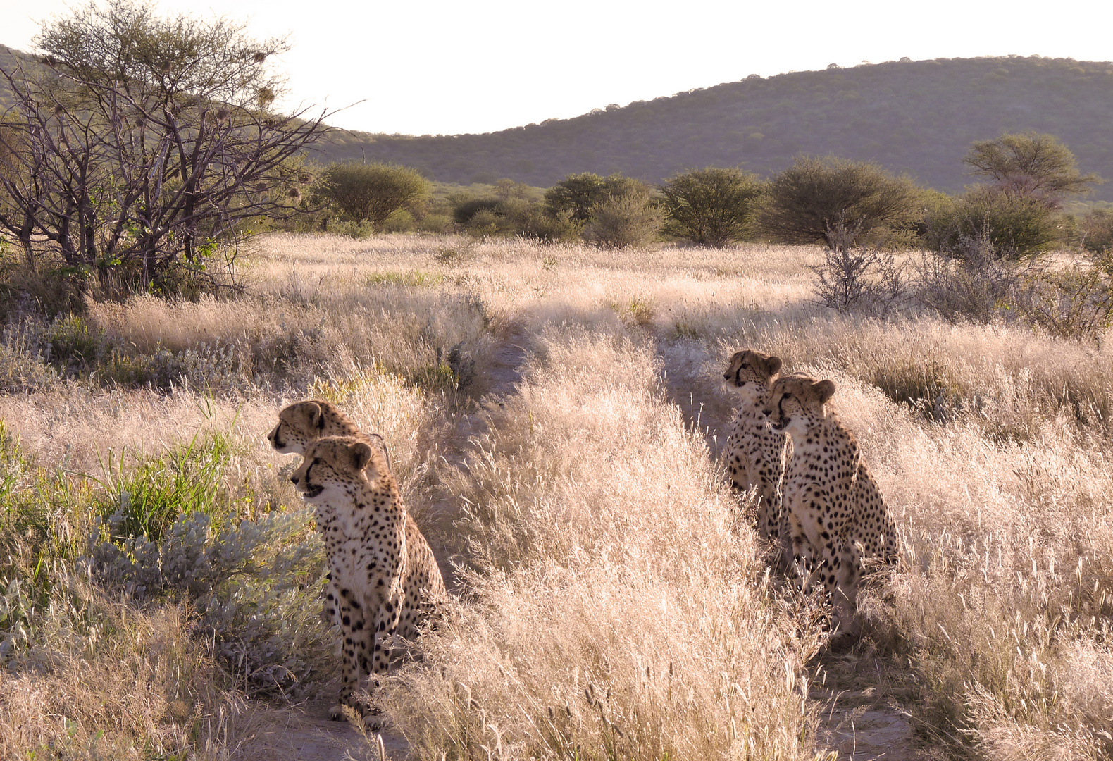 Gepardenfarm Otjitotongwe, Namibia