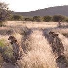 Gepardenfarm Otjitotongwe, Namibia