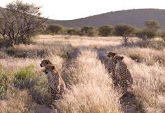 Gepardenfarm Otjitotongwe, Namibia