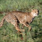 Gepardengeschwindigkeit in Namibia