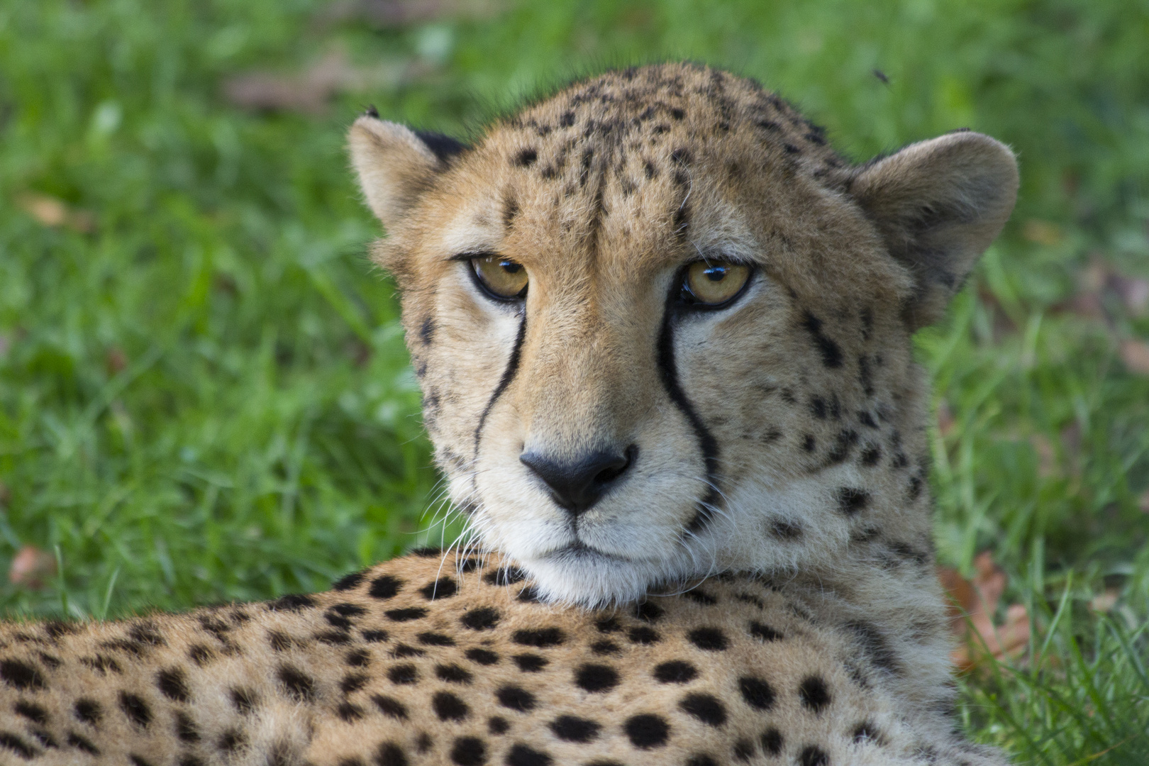 Gepardengesicht im Münster Zoo