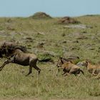 Gepardenjagd in der Masai Mara