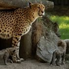 Gepardenmutter mit Babies 001