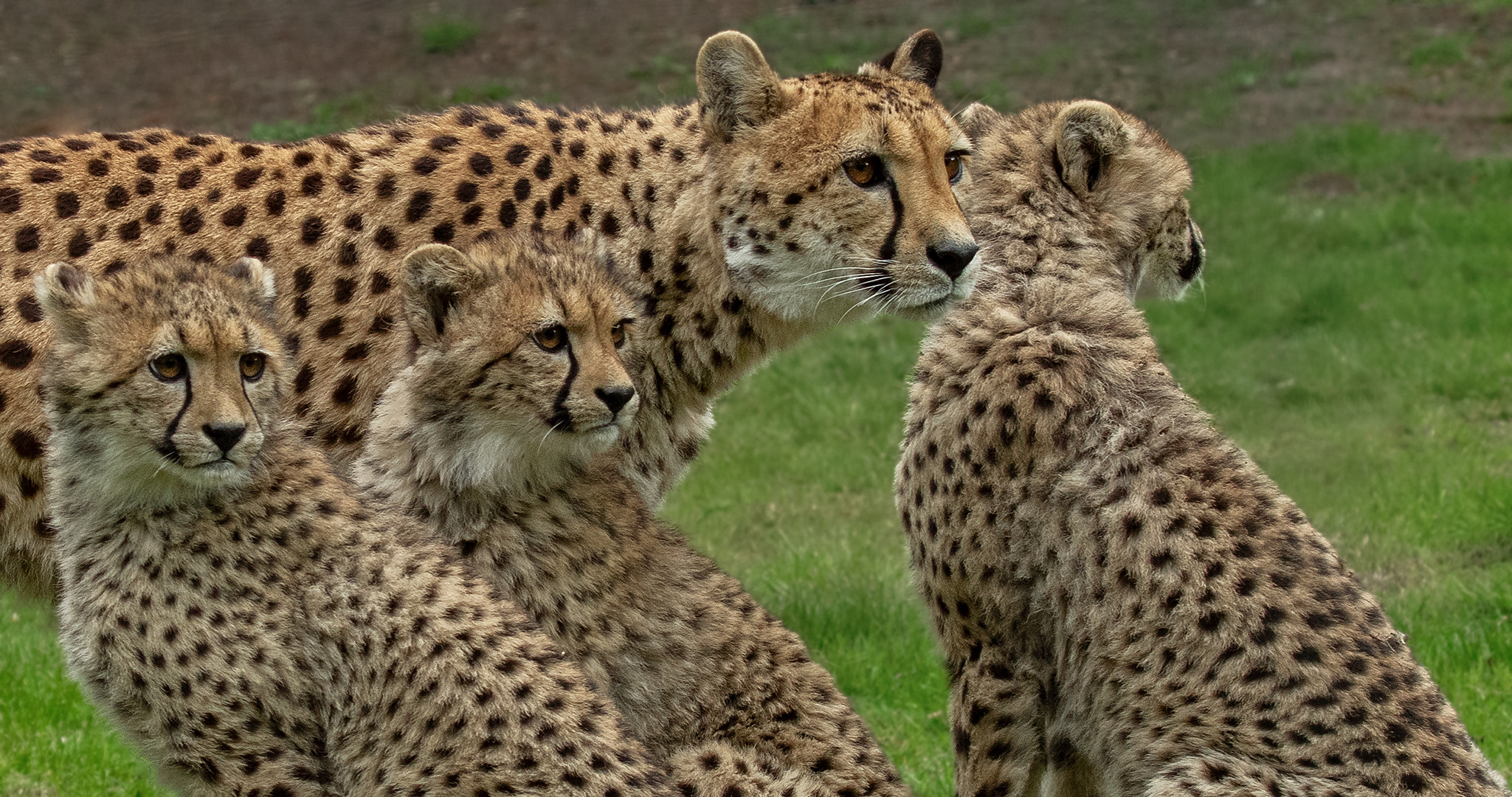 Gepardenmutter mit Babies-Portrait 002 