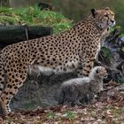 Gepardenmutter mit Baby 002 