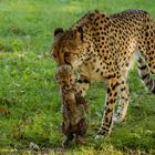  Gepardenmutter mit Baby 005a