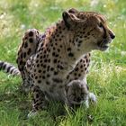 Gepardenmutter mit Baby 009