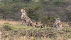 Gepardenmutter mit ihrem Nachwuchs