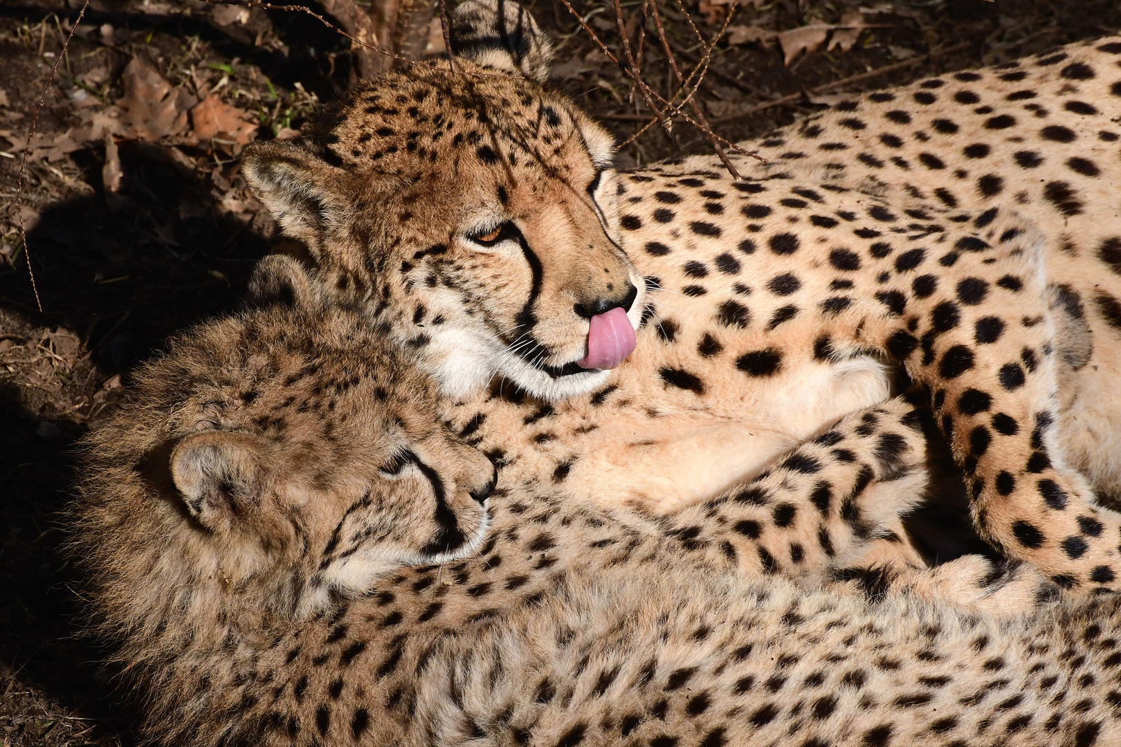 Gepardenmutter mit Jungtier 