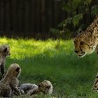 Gepardenmutter mit Nachwuchs