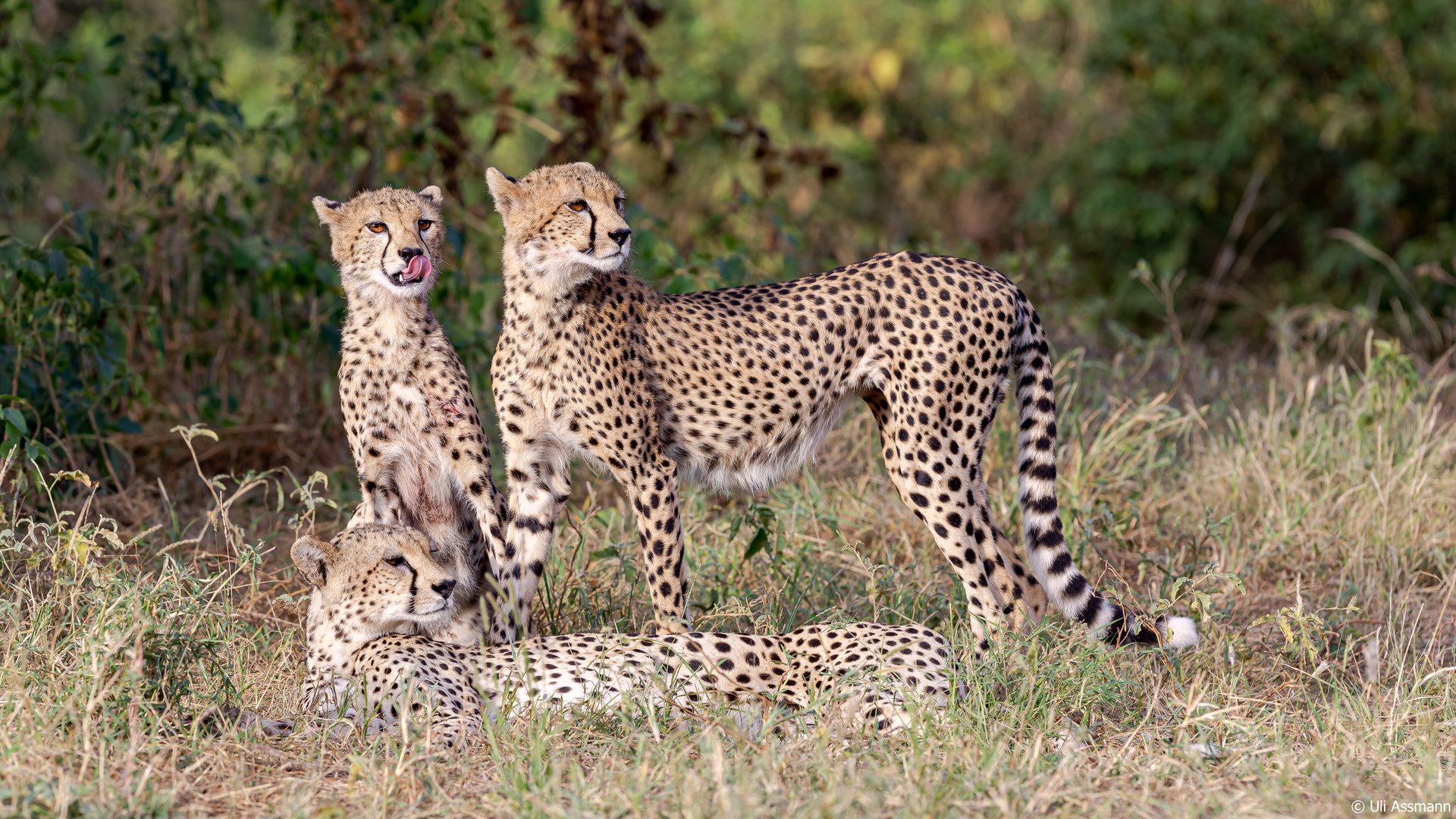 Gepardennachwuchs in der Samburu