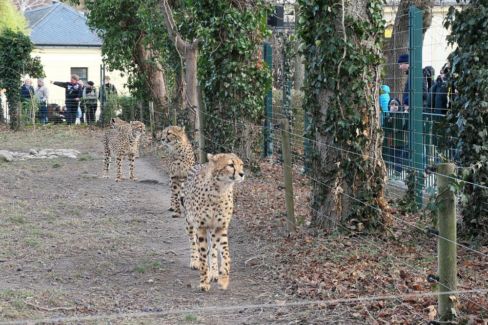 Gepardenpatrouille überprüft die Zoobesucher