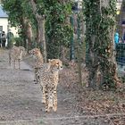 Gepardenpatrouille überprüft die Zoobesucher