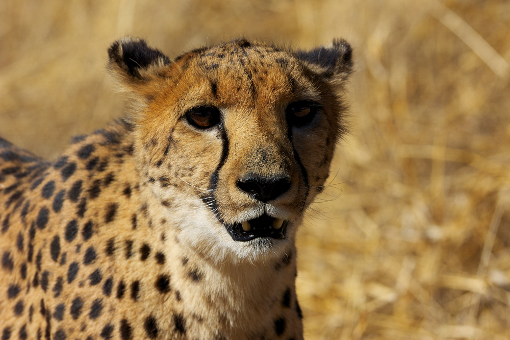 Gepardenportrait / Portrait of a Cheetah