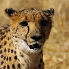 Gepardenportrait / Portrait of a Cheetah