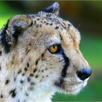 Gepardenportrait - reload