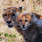 Gepardenweibchen mit Junges