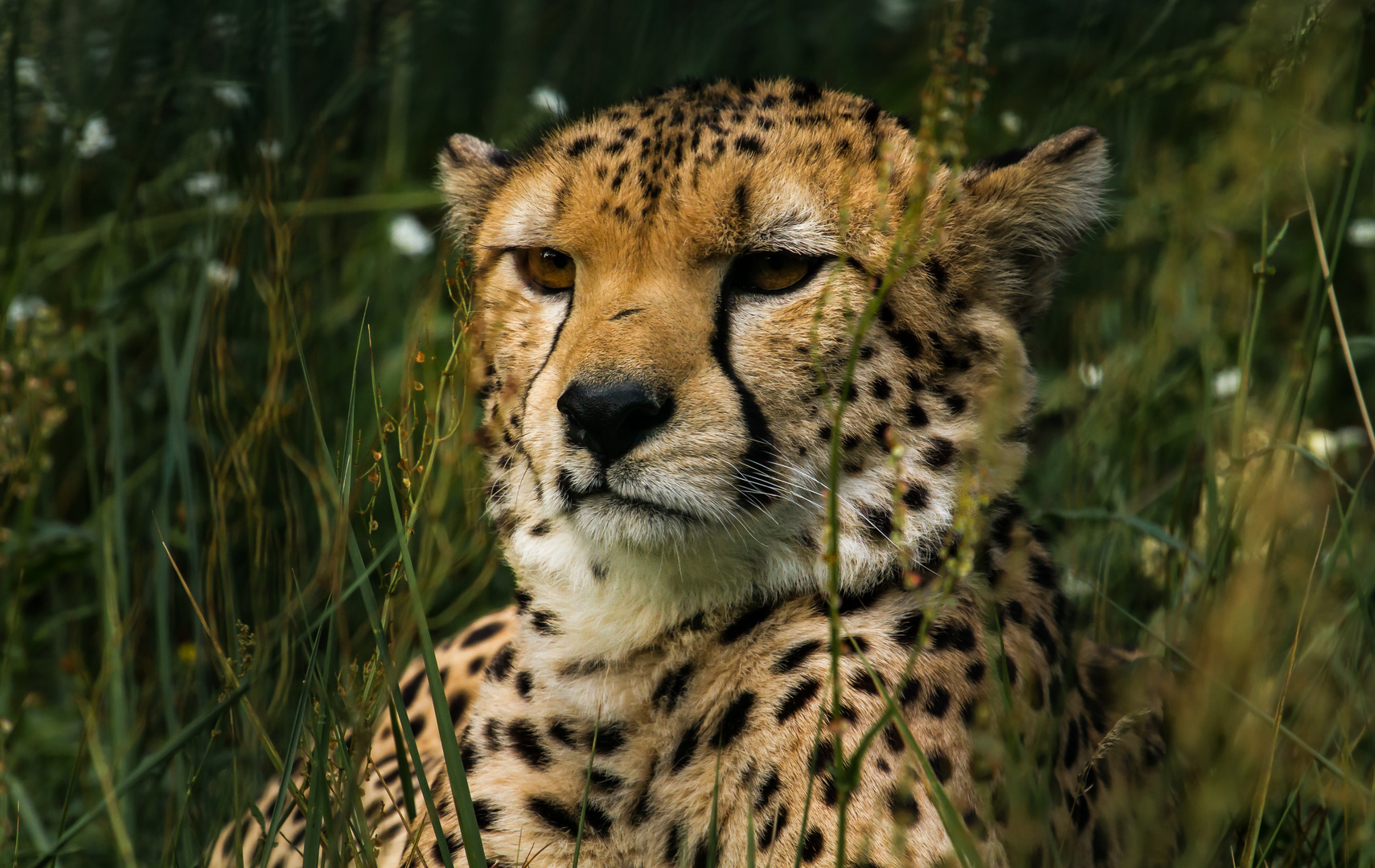 Gepard....er machte es sich gemütlich im hohen Gras