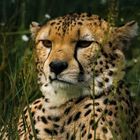 Gepard....er machte es sich gemütlich im hohen Gras