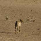 Gepardfamilie, bei Urikaroos, Kalahari, Eingang Mata Mata