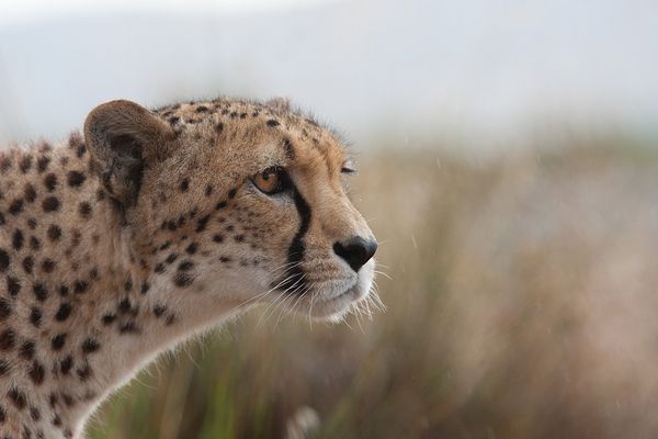 ...Gepardin im Regen...