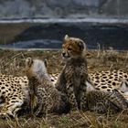 Gepardin mit Jungen 1