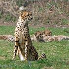 Gepardin mit Jungen