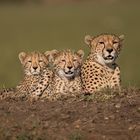 Gepardin mit Nachwuchs