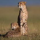 Gepardin mit Sohn