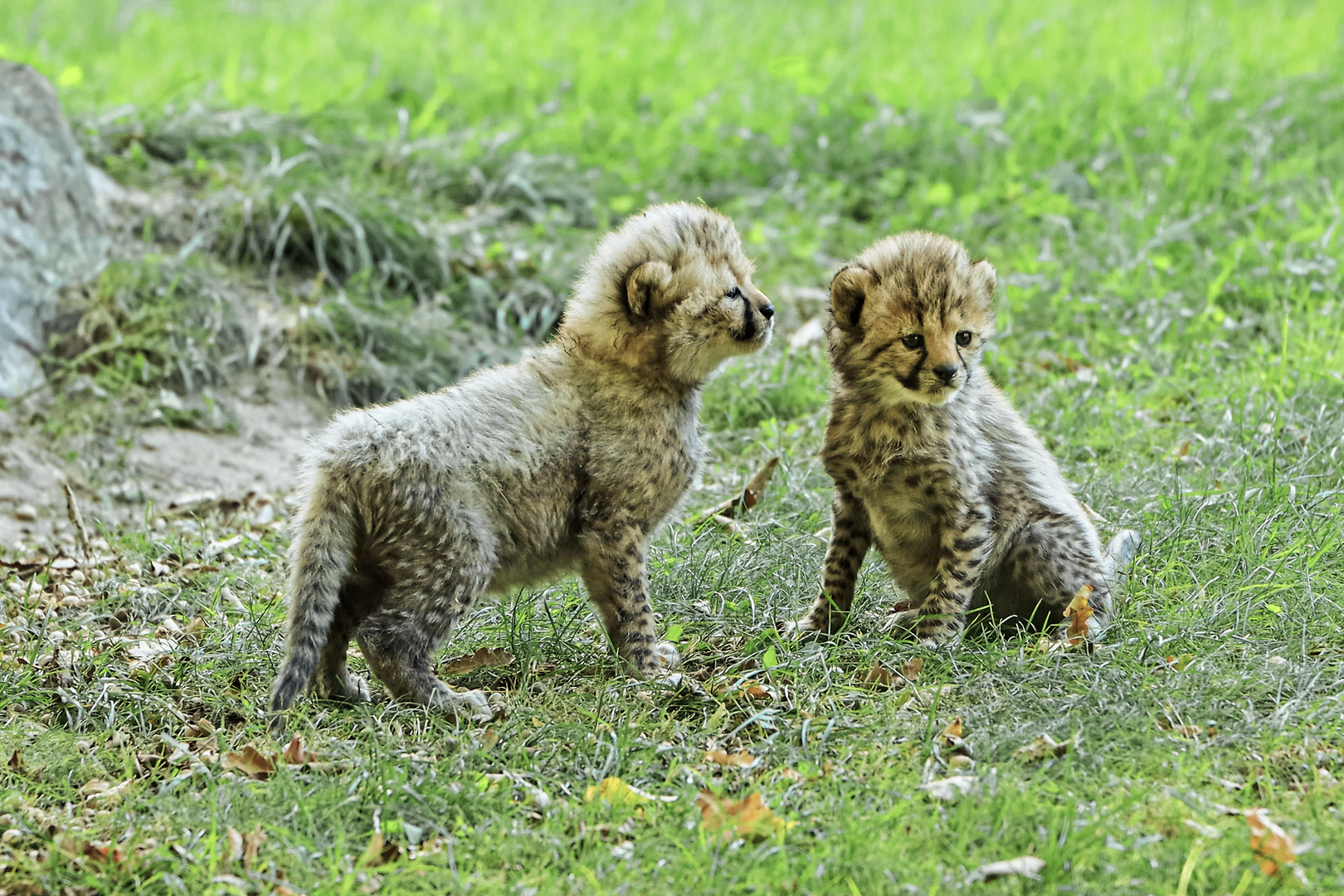 Gepardkinder im Allwetterzoo Münster.