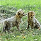 Gepardkinder im Allwetterzoo Münster.