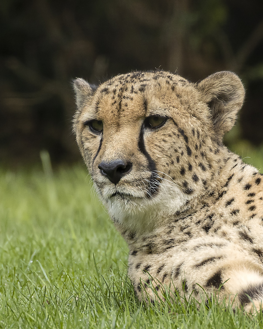 Gepard_MG_0040