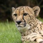 Gepard_MG_0040