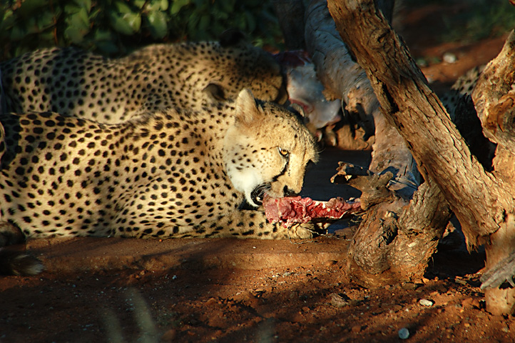 Gepard's Abendessen