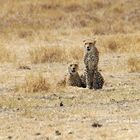 Gepards in Ngorongoro