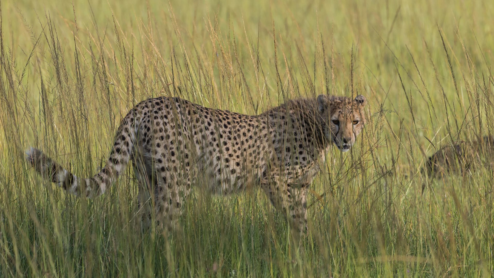 Gepard_Serengeti Nord-0155