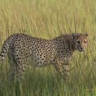 Gepard_Serengeti Nord-0155