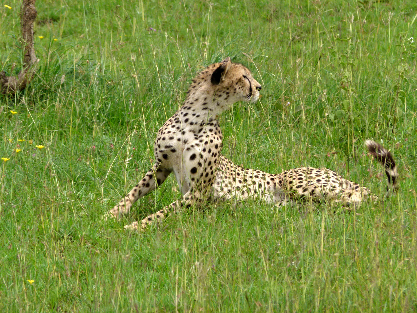 Gepart in der Serengeti