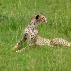 Gepart in der Serengeti